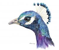 100-199 Peacock Head 1